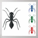 Recherche de fourmi noire posters Fourmis