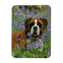 Recherche de jacinthe magnets Jacinthes des bois