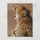 Recherche de lion africain vœux cartes Animal