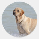 Recherche de yellow dog autocollants Jaune