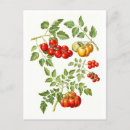 Recherche de botanique antique cartes postales Illustration