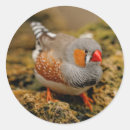 Recherche de finch autocollants Faune