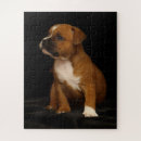 Recherche de chien de bull ter Animal