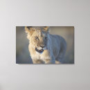 Recherche de panthera lion Animaux