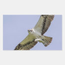 Recherche de balbuzard autocollants Nature