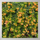 Recherche de rampant posters Plante