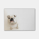 Recherche de bouledogue photographie Chien