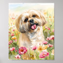 Zoek naar lhasa posters Lhasa apso hond
