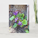 Zoek naar viooltjes kaarten Natuur