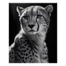 Recherche de cheetah posters Animal