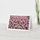 Recherche de rose de tulipe vœux cartes Tulipes roses