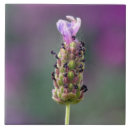 Recherche de lavender carreaux Nature