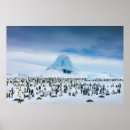 Recherche de pingouins de bébé posters Oiseau