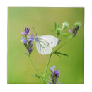Recherche de veines carreaux Papillon