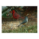 Recherche de cardinal du nord art Oiseaux