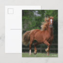 Recherche de crinière cartes postales Poney