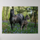 Zoek naar merrie posters Foal