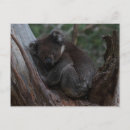 Recherche de koala australie cartes postales Mignon
