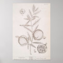 Recherche de vintage herb posters Botanique