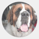Recherche de bernard autocollants Saint