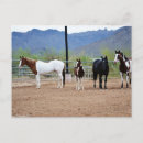 Recherche de poulain jument cartes postales Chevaux