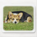 Recherche de corgi pembroke tapis souris Animal familier