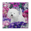 Recherche de westie carreaux West highland white terrier