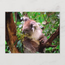Recherche de koala cartes postales Marsupial
