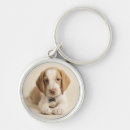 Recherche de chiot de beagle porteclés Photographie