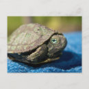 Zoek naar turtle briefkaarten Blauw