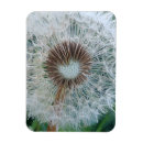 Recherche de pissenlit magnets Floral