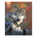 Recherche de photographie de loup posters Animal