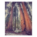 Recherche de forêt de séquoia posters Californie