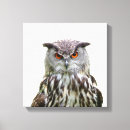 Recherche de toile de hibou Pour enfants