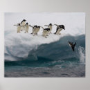 Recherche de adelie penguin posters Pingouins