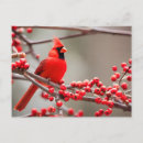 Recherche de oiseaux de noël cartes postales Faune