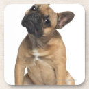 Recherche de bruxelles dessous de verres Animaux domestiques