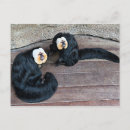 Recherche de monkeys cartes postales Travel