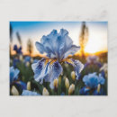 Recherche de iris bleu cartes postales Fleur