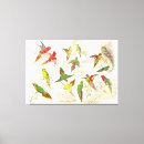 Recherche de perroquet vintage posters Botanique