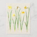Zoek naar narcissus briefkaarten Floral