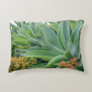 Recherche de agave coussins Succulent