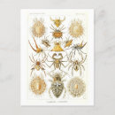 Zoek naar spinnen briefkaarten Vintage