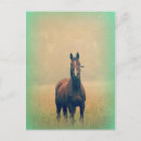 Zoek naar velden briefkaarten Paard