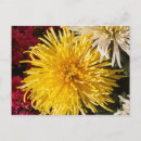 Recherche de fleur chrysanthème cartes postales Jaune