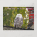 Recherche de owl cartes postales Nature