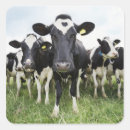 Recherche de humour vache autocollants Vaches