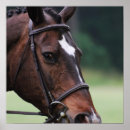 Recherche de visage de cheval posters Équestre