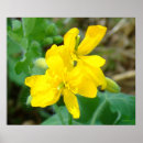 Recherche de fleurs sauvages jaunes posters Fleur sauvage jaune