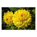 Recherche de fleur de dahlia posters Jaune